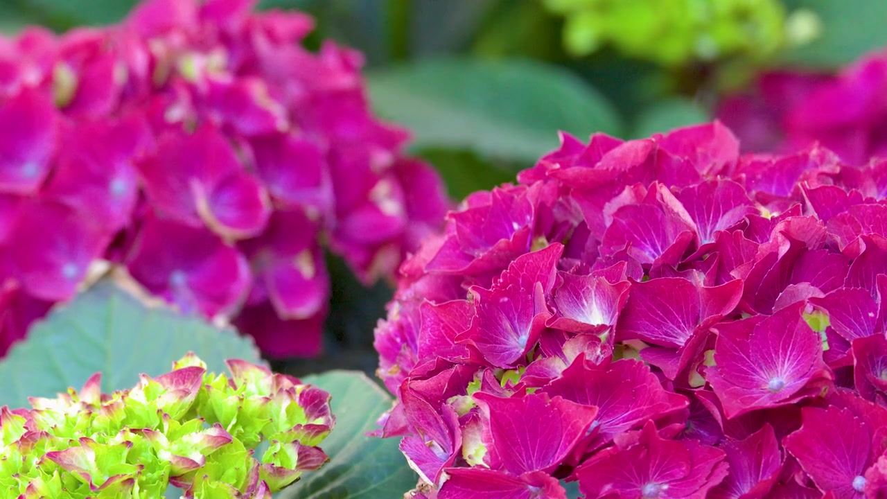 Close-up shot of blooming pink hydrangea flowers with green leaves in soft natural daylight.