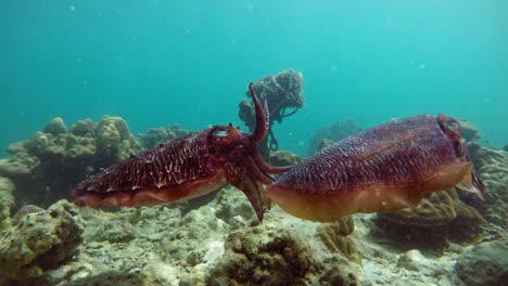 pair of friendly cuttlefish floats calmly in crystal clear water over bottom of andaman sea