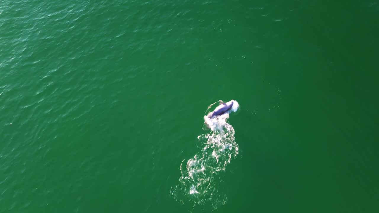 un increíble video de drones de un grupo juguetón de delfines en el golfo de méxico en la costa de florida.
