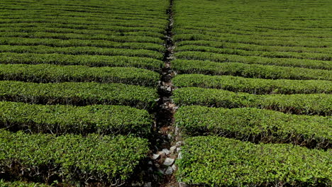 beautiful tea plants