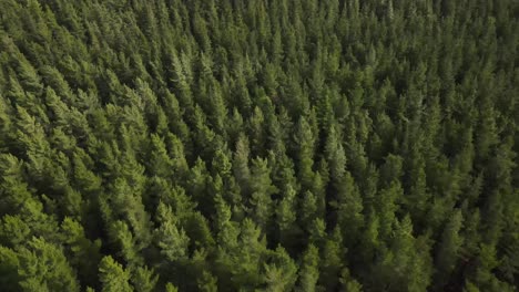 Drone-aerial-panning-down-over-large-green-pine-forest