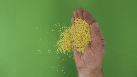 farmer in the palm holds millet grains. pile of grains from a hand fall down on a green background. top view