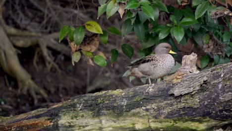 Static-shot-of-two-Yellow-billed-teal-standing-on-a-log-and-then-jumping-to-the-water