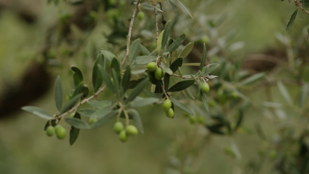 близкий снимок оливкового поля. италия