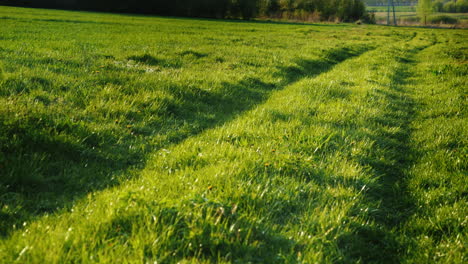 Un-Hermoso-Camino-Rural-Cubierto-De-Hierba-Verde