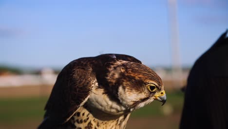 beautiful bird of prey, curiously looking around, getting pat by handler