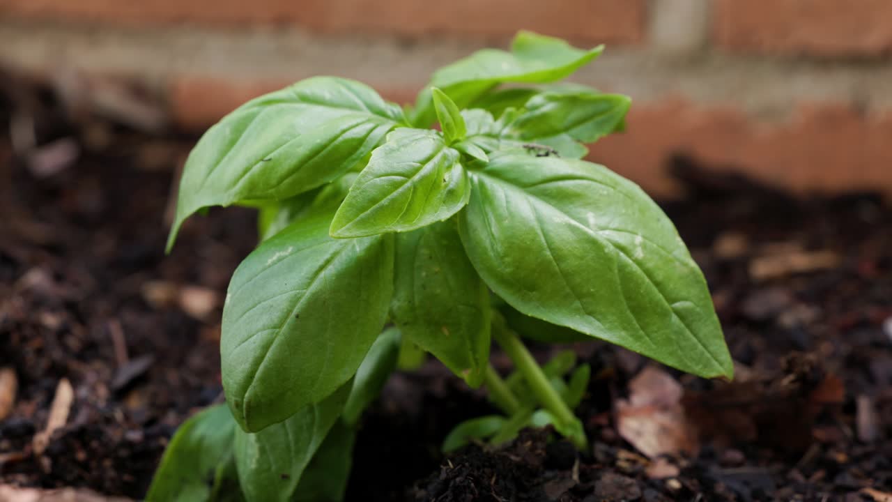 Close-up footage of vibrant green basil saplings growing in a backyard garden, ideal for organic gardening and culinary projects.