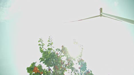 Growing-Apricot-Trees-Near-Rotating-Wind-Turbines-During-Sunny-Daytime