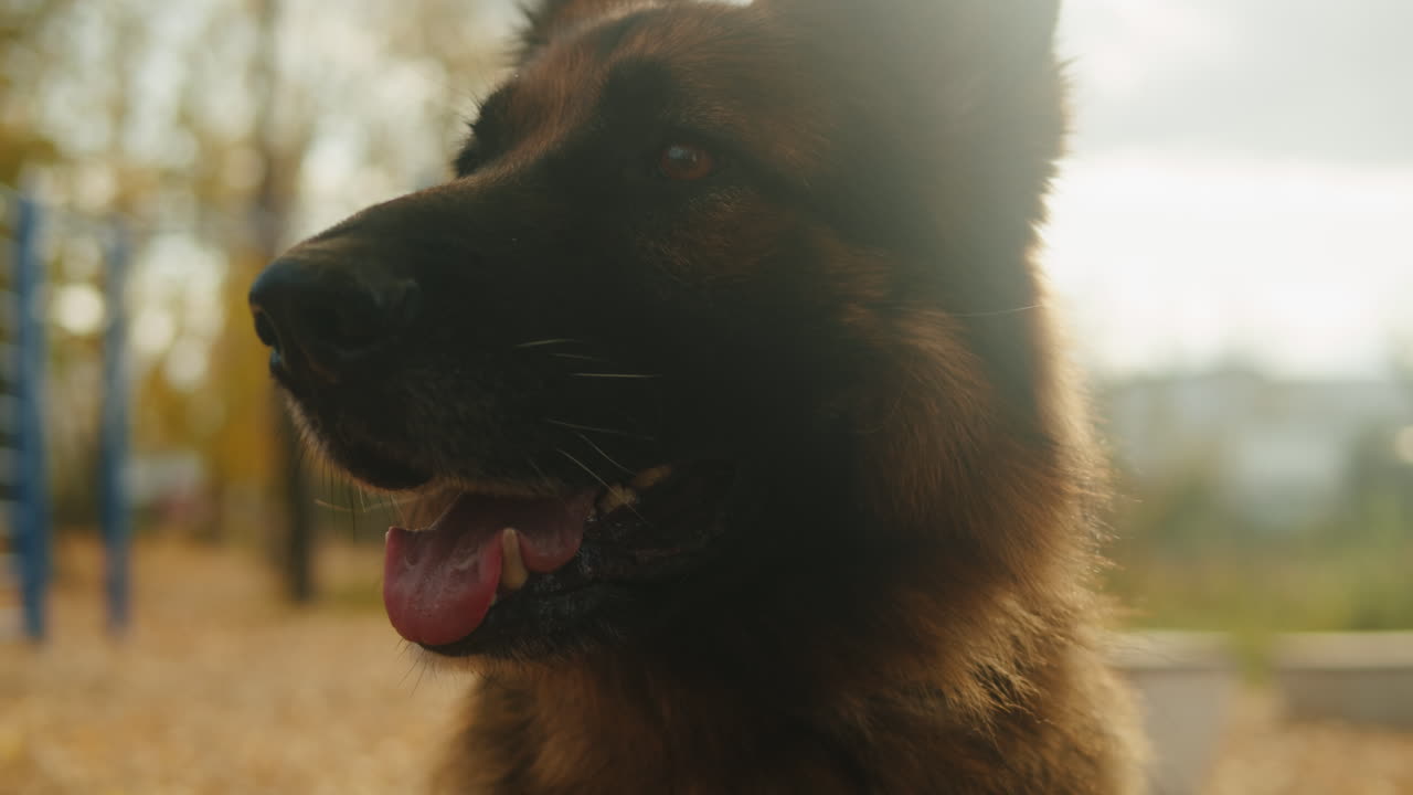 retrato del perro pastor alemán