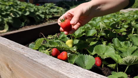 a hand picking fresh strawberries from a garden