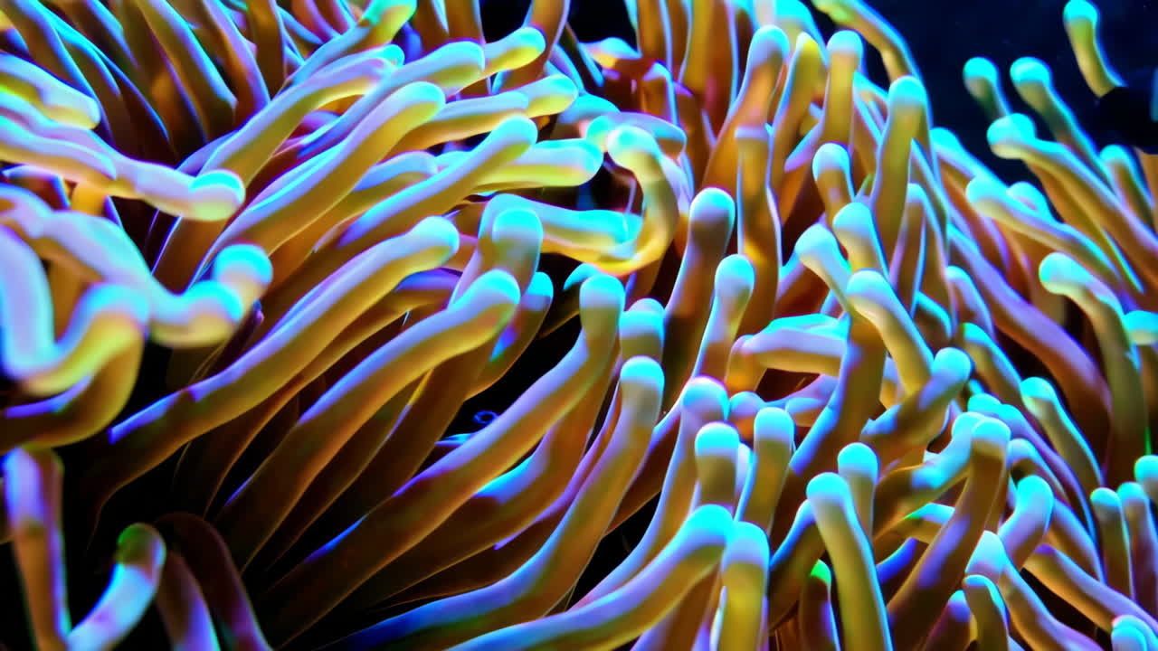 Close-up of a vibrant anemone