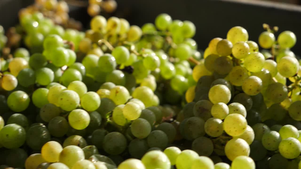 Close up of a box full of grapes at the sun in Spain. Travelling in slow motion