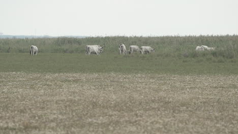 group of hungarian grey cattle going into tall grass