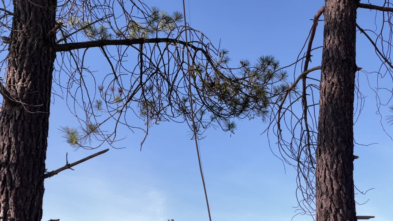 소나무 꼭대기에 묶인 밧줄을 여자가 옮기고 올라가서 다듬기 시작했습니다.