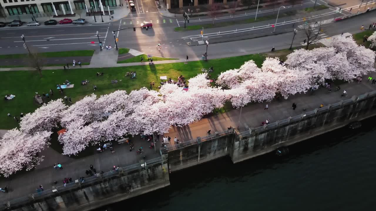 일몰 물가 벚꽃 나무