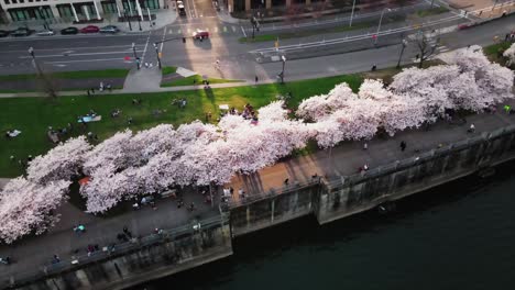 Sunset-Waterfront-Cherry-Blossom-Trees