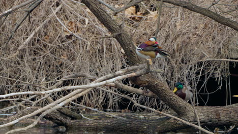 Pato-Mandarín-Macho-Acicalarse-Plumas-Descansando-Sobre-Un-árbol-Caído-Sobre-El-Agua-Del-Estanque