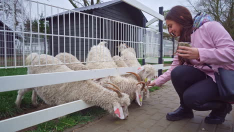 young woman wearing pink sweater feeding mohair goats, cute, long hair goats