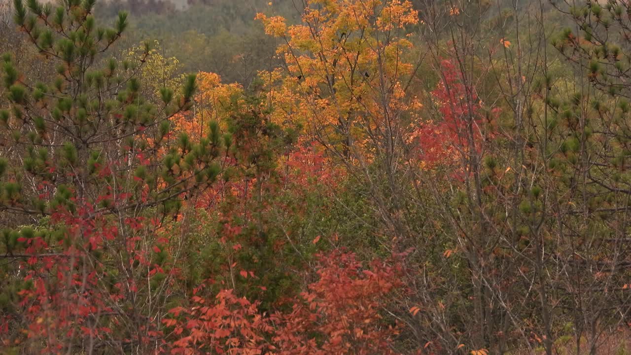 Linnut lentävät syksyisessä metsässä lempeässä tuulessa
