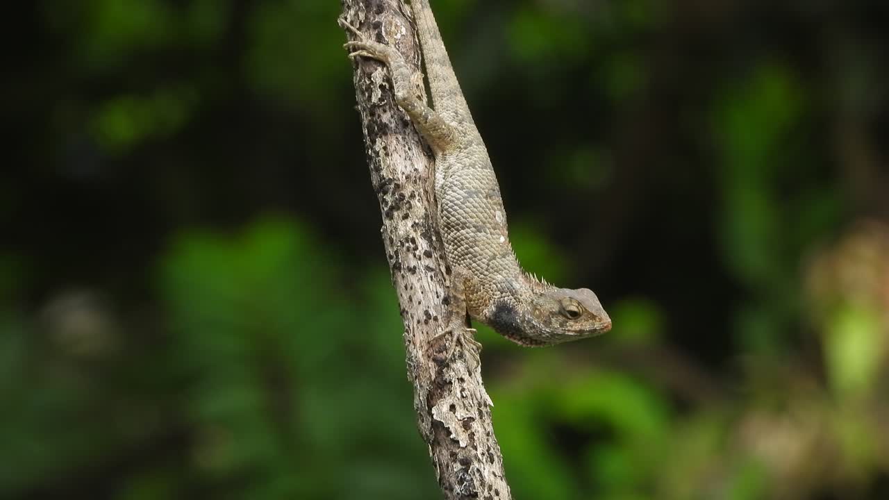 Lizard relaxing on stick searching for food