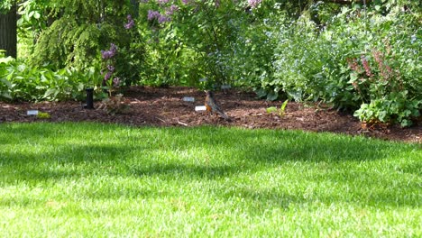 robin songbird in garden and hopping away - ontario canada 60fps