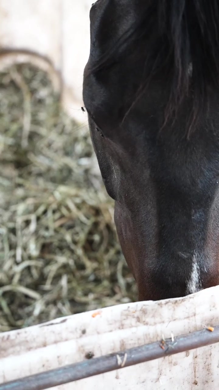 Panorerende skud af en brun hest, der spiser hø i en stald, mens fluer generer dens øje.