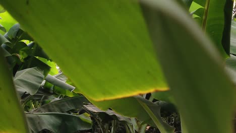 Bananenfarm-In-Indien-|-Obst-|-Landwirtschaft-|-Bananenbaum