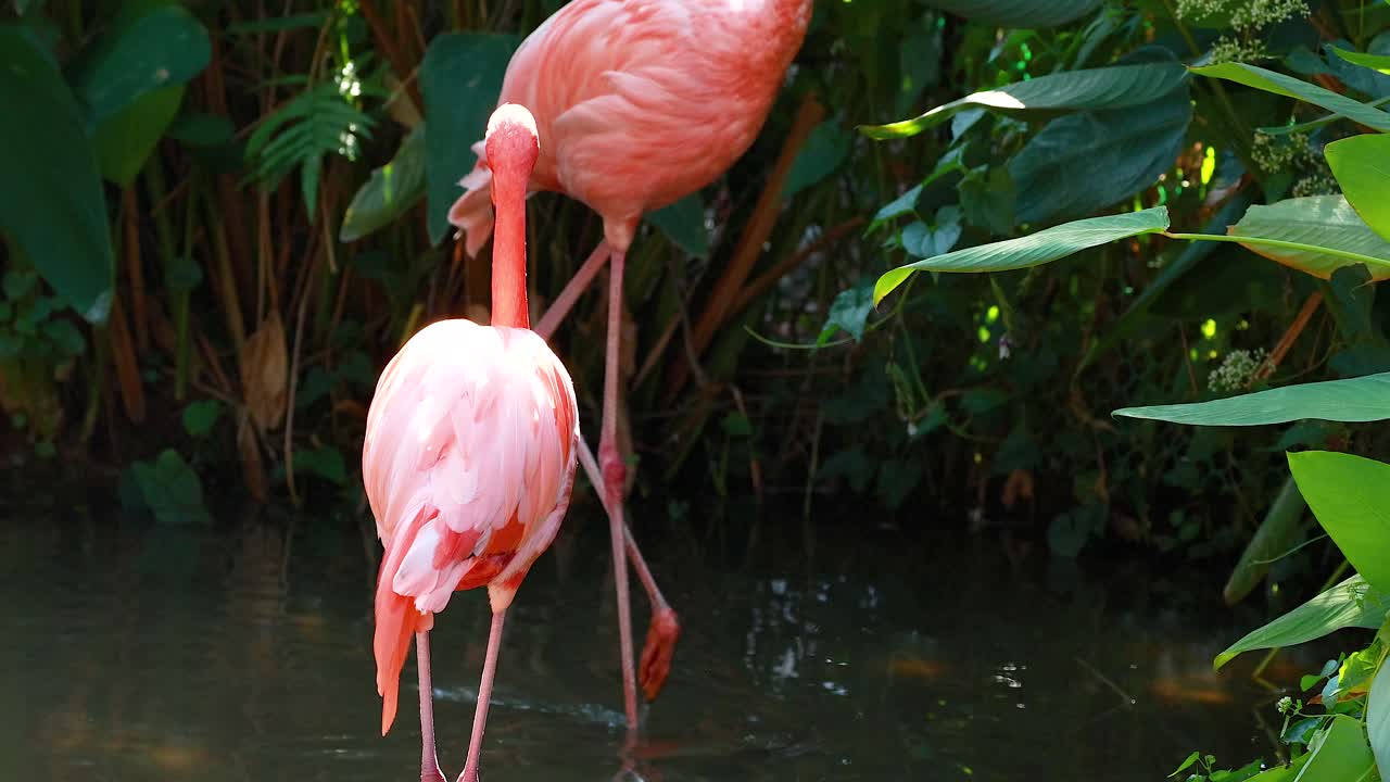 푸른 서식지 에서 서로 교류 하는 플라밍고 들