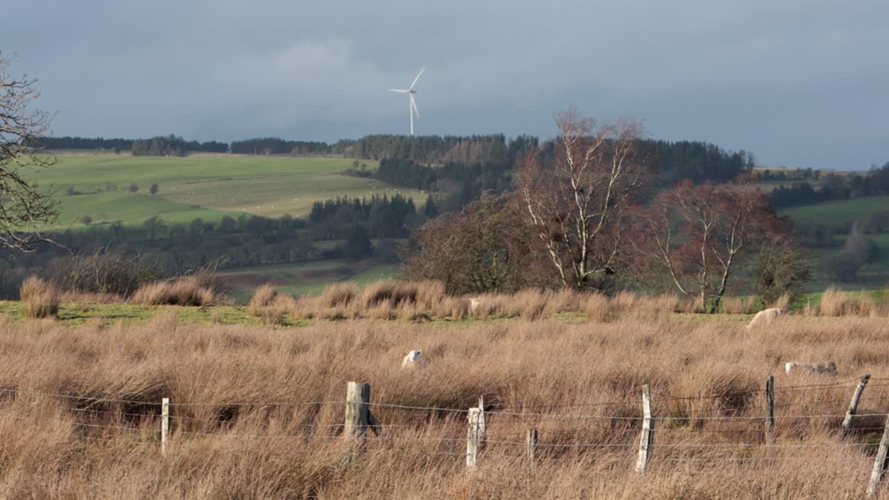 Landskab i højlandet i Powys, Wales, med græssende får og en enkelt vindmølle i baggrunden. Vinter.