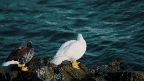 Pair-Of-Kelp-Goose-On-Coastal-Rocks-In-Ushuaia,-Patagonia,-Argentina