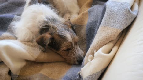 scruffy jack russell terrier puppy napping