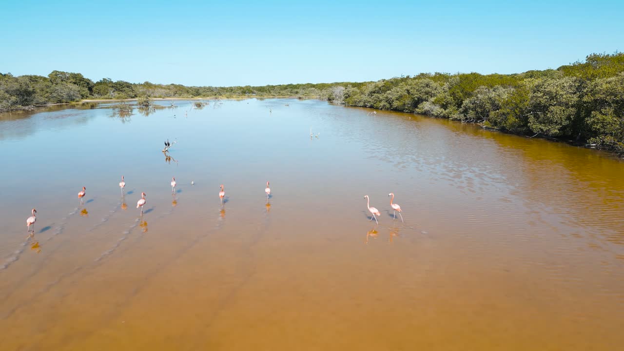 laguna cerca de celestun llena de flamencos nadando al aire libre en una bandada