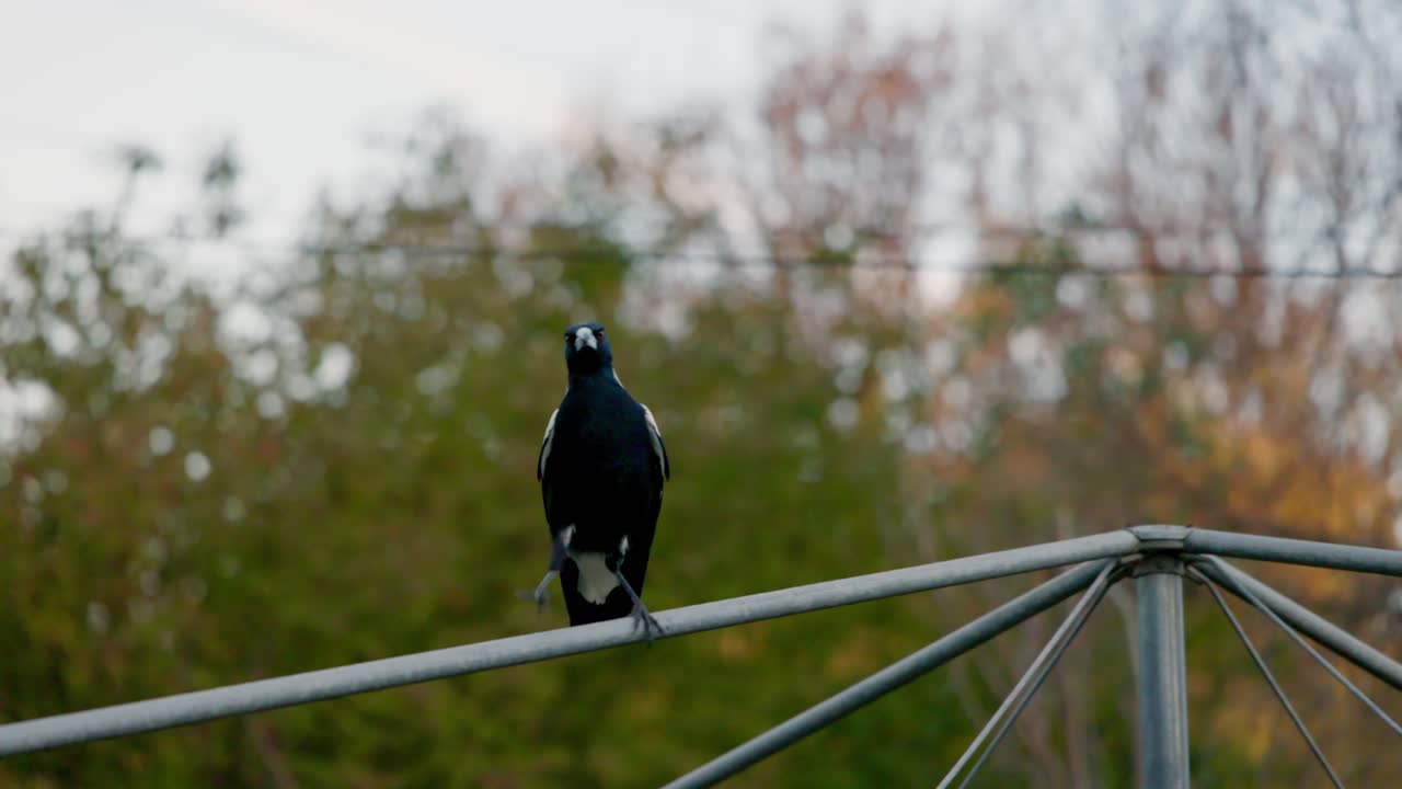 A magpie balances and walks down the pole of a backyard clothesline, showing playful bird behavior on a calm afternoon in Canberra.