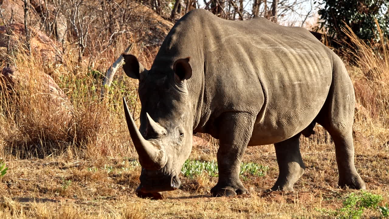 Territorial white rhino bull with big horn checking perimeter of his territory