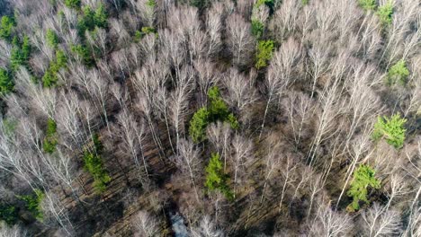 vuelo sobre el bosque