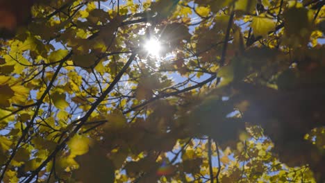 maple leaves branches blowing in the wind with lens flare and blue sky in fall