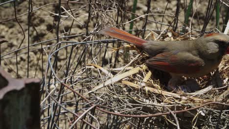 Mother-bird-fidgiting-in-nest