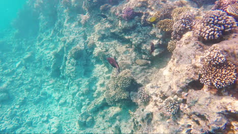 El-Rico-Mundo-Bajo-el-agua-Del-Mar-Rojo