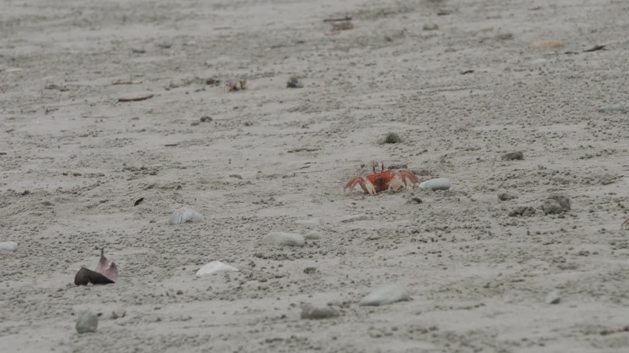 올론 해변, 에콰도르에서 모래에 먹는 작은 게