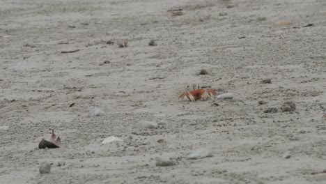 Pequeños-Cangrejos-Comiendo-En-La-Arena-En-La-Playa-De-Olón,-Ecuador