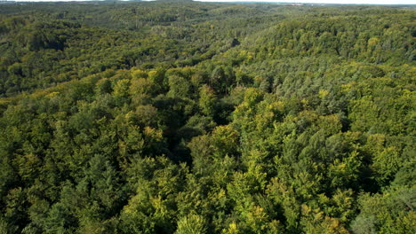 aerial view of green broad-leaved forest in witomino gdynia