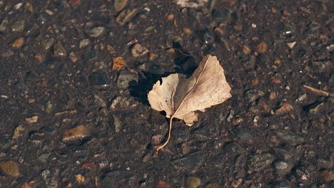 small dry leaf lies on asphalt and light wind blows away