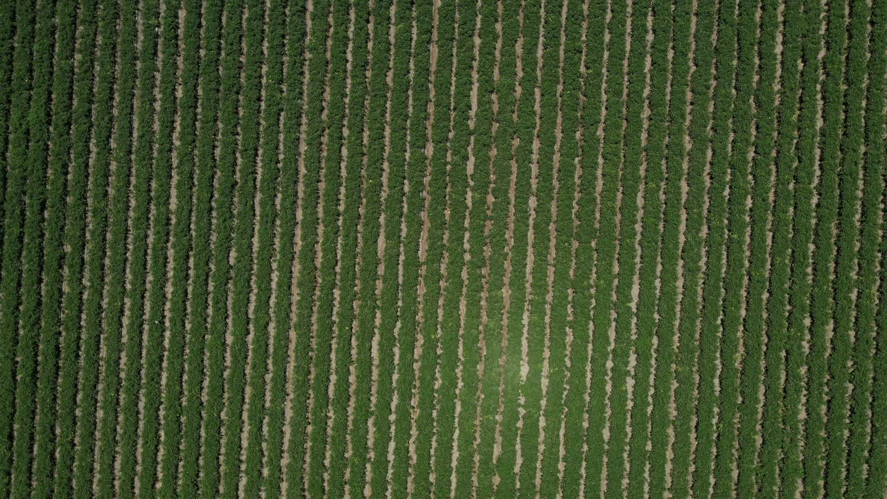 vista aérea de 360° de un palm spring en california