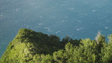 laurisilva forest. this type of forest contain a unique suite of plants and animals, including many endemic species and its confined to the madeira, azores and the canary islands.