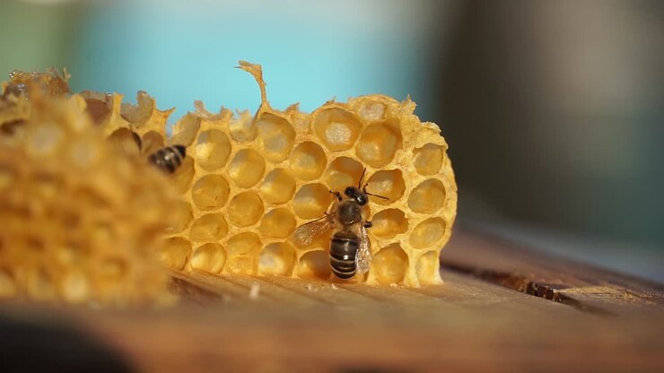 Bee standing on a wax comb