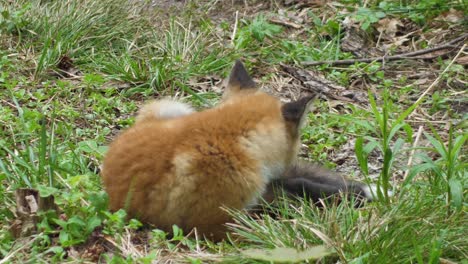 Süßes-Rotfuchsjunges-Steht-Im-Gras-Und-Schaut-Auf-Die-Kamera