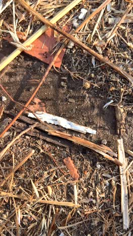 close-up of ground debris with dried stems and soil