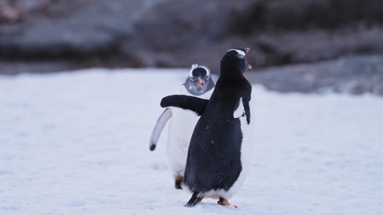 animales divertidos disparados de pingüinos, pingüinos bebés y pingüinos gentoo madre caminando sobre la nieve en la antártida en la tierra nevada de invierno en el continente en la vida silvestre gira por la península antártica con escena nevada blanca