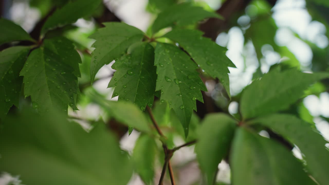 green leaves with raindrops on branches, soft overcast light, closeup macro shot capturing glistening droplets, blurred bokeh background, tranquil moist atmosphere ideal for relaxation and nature