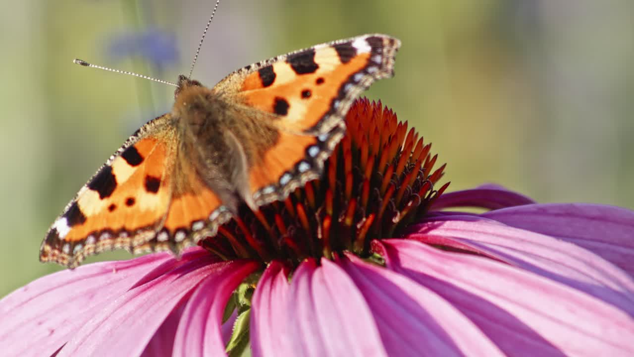 Farfalla vanessa dell'ortica che apre e chiude le ali su una echinacea purpurea - macro.